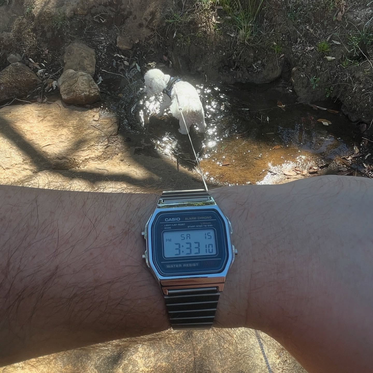 Silver Casio A158W worn beside a creek during a hike