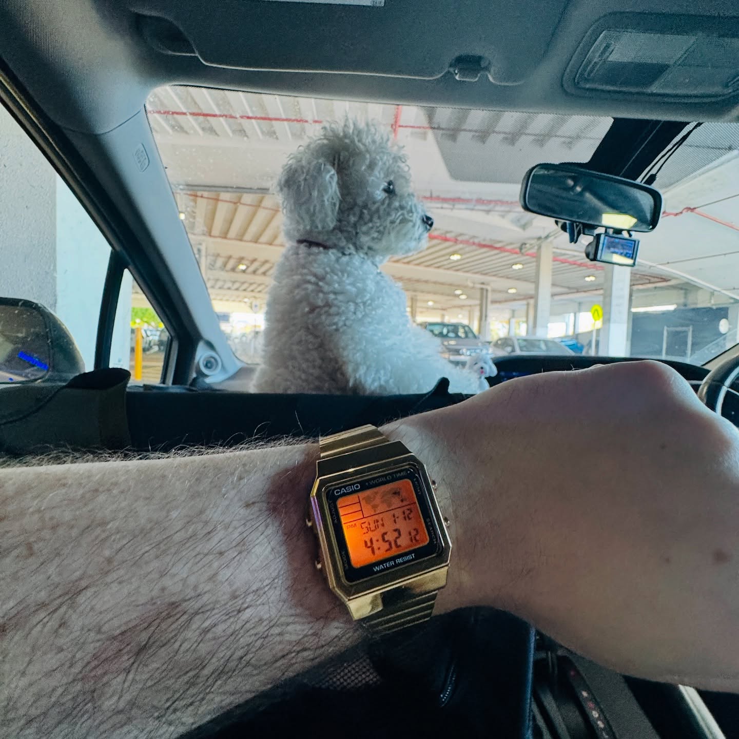 Gold Casio A500W worn on wrist inside a car with Bubble the dog ahead