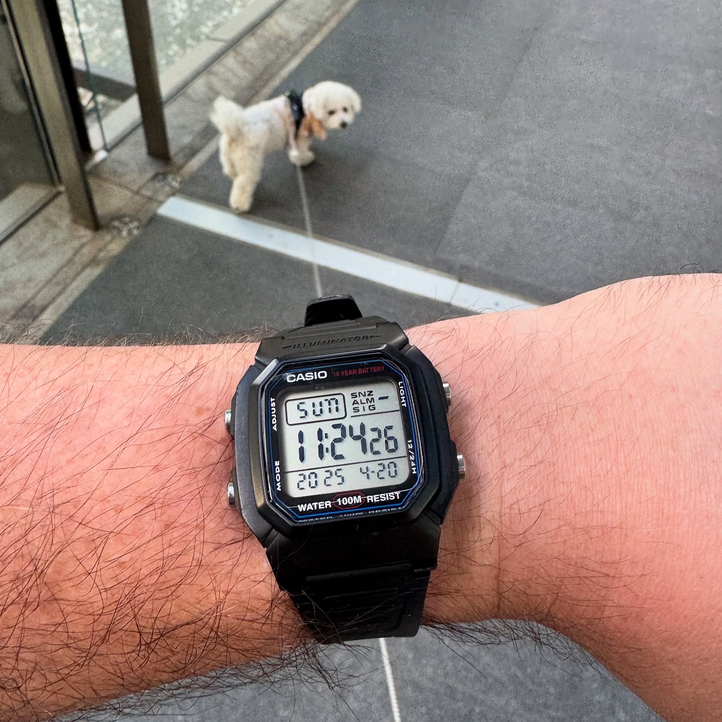 Modified Casio W800H worn outdoors with Bubble the dog in the background