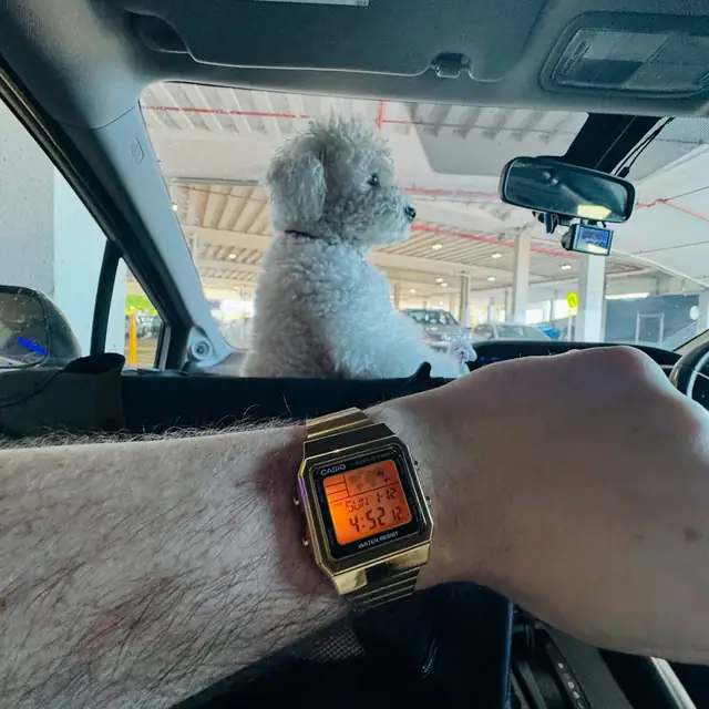 Gold Casio A500W worn on wrist inside a car with Bubble the dog ahead