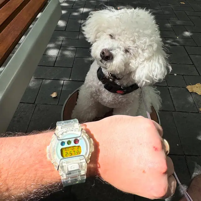 Transparent G-Shock DW-6900SP worn in bright daylight with Bubble the dog in view