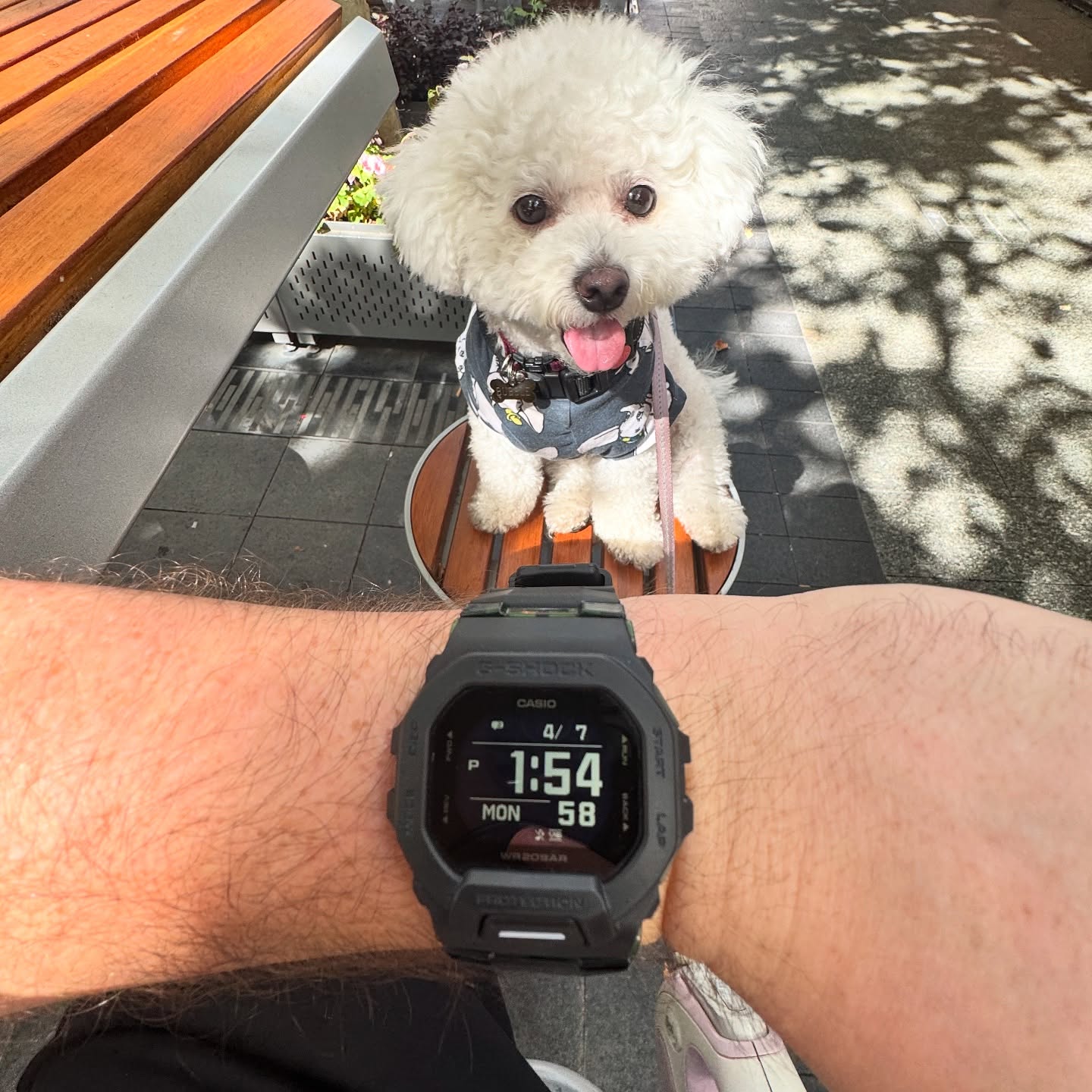 G-Shock GBD-200 worn outdoors with its high-contrast display visible and Bubble the dog behind it